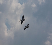 MNRiverPelicans 2014 09 024